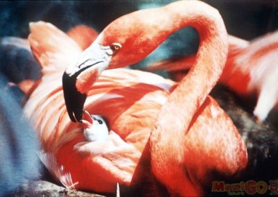 flamingo_galeria26